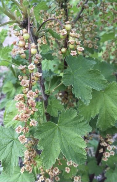 Billede af blomst